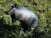 897 StandingArmadillo.jpg